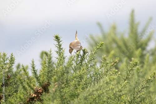 Common Chiffchaff (Phylloscopus collybita) foraging amongst gorse bushes in Yorkshire, UK photo