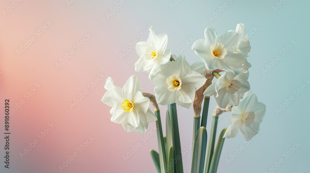 Fresh scented bouquet of white narcissus on a pastel-colored backdrop with copy space. Fresh scented bouquet of white narcissus on a pastel-colored backdrop with copy space.