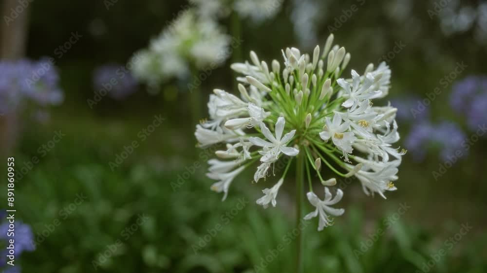 White agapanthus flower blooming outdoors in a garden in mallorca with purple flowers and green foliage in the background White agapanthus flower blooming outdoors in a garden in mallorca with purple flowers and green foliage in the background