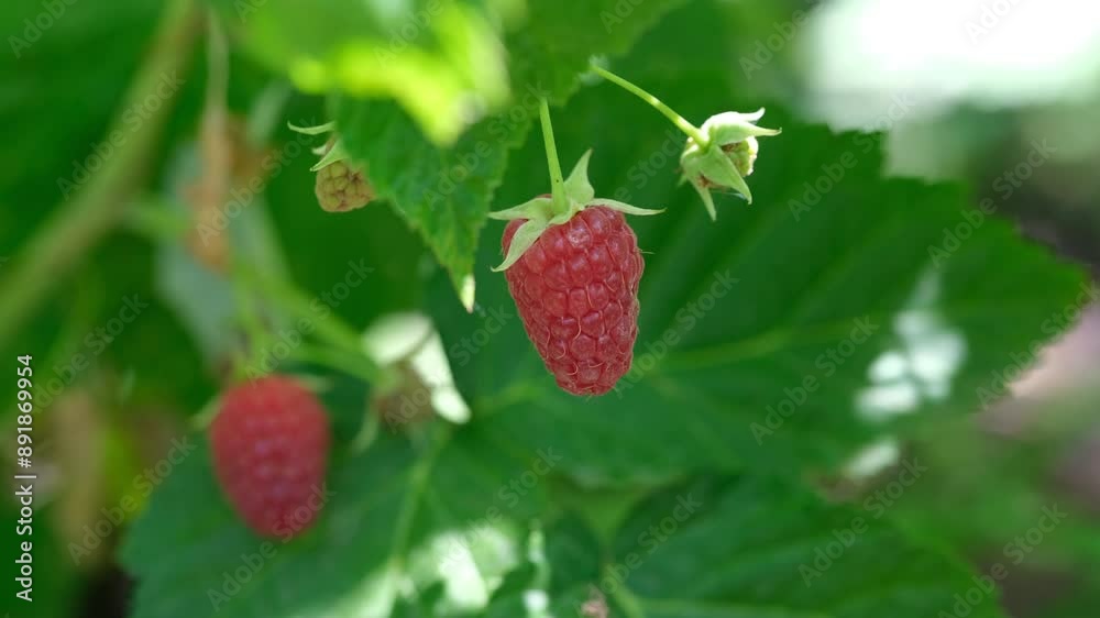 Red ripe raspberry on the bush
