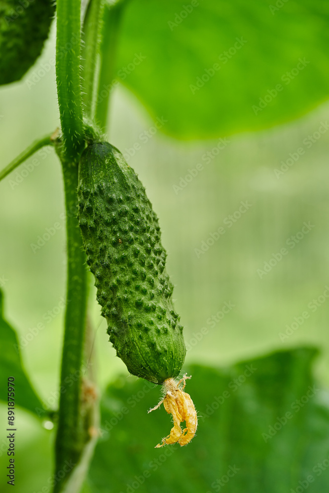 Young green cucumbers vegetables hanging on lianas of cucumber plants in green house Young green cucumbers vegetables hanging on lianas of cucumber plants in green house