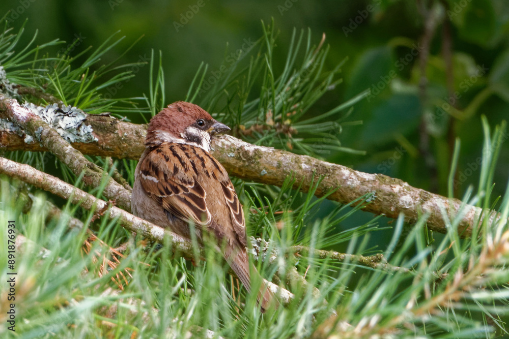Obraz premium Eurasian tree sparrow.
