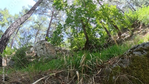 tree in the forest