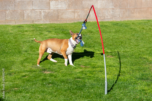 Red and white miniature bull terrier playing