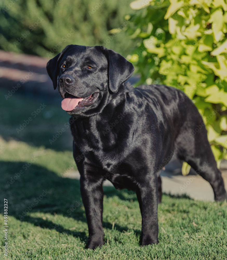 Black Labrador Retriever posing on the grass Black Labrador Retriever posing on the grass