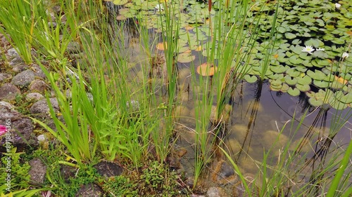 Small pond with water lilies and other colorful flowers