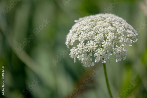 Selective focus of a bush wild white flower growing along the sidewalk,  Khella bloom with green grass, Visnaga daucoides is a species of flowering plant in the carrot family, Nature floral background photo