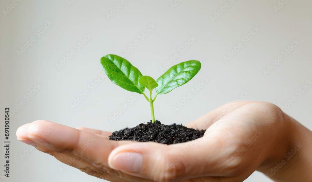 Hand Holding a Small Plant Growing from Soil Hand Holding a Small Plant Growing from Soil