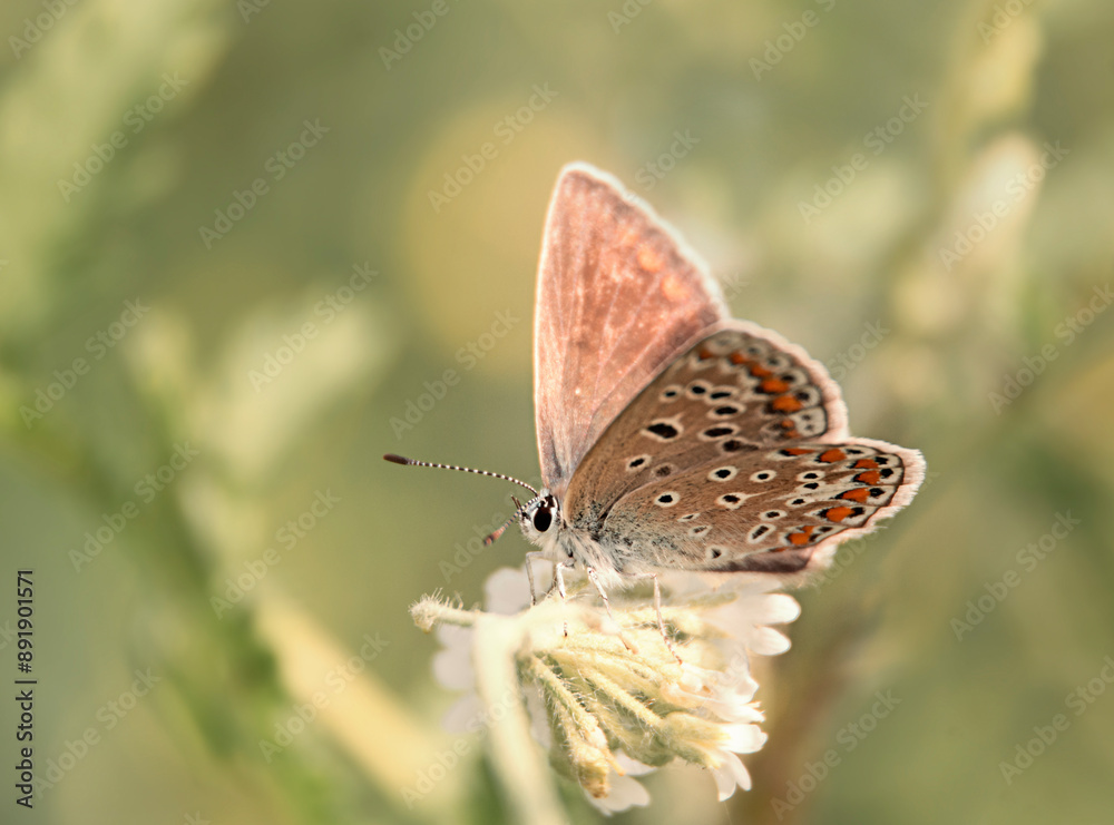 custom made wallpaper toronto digitalclose-up of a butterfly sitting on a daisy