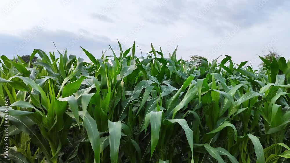 Corn leaves blowing in the wind against the dark sky Corn leaves blowing in the wind against the dark sky