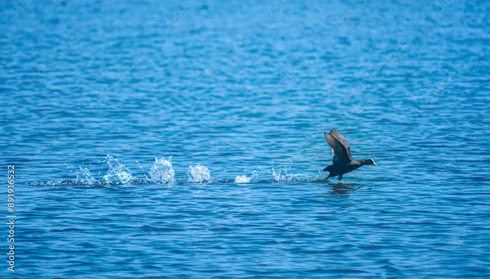 The majestic great blue heron begins its flight over the calm lake. The bird takes flight from the water to the sky. Fine art photography. Art style of photo. The majestic great blue heron begins its flight over the calm lake. The bird takes flight from the water to the sky. Fine art photography. Art style of photo.