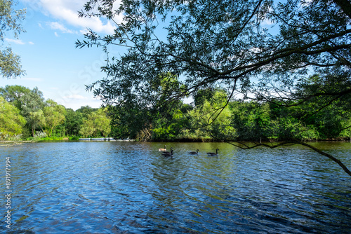 Beautiful colored trees with lake in summer, landscape photography ,Hainault Forest Country Park photo