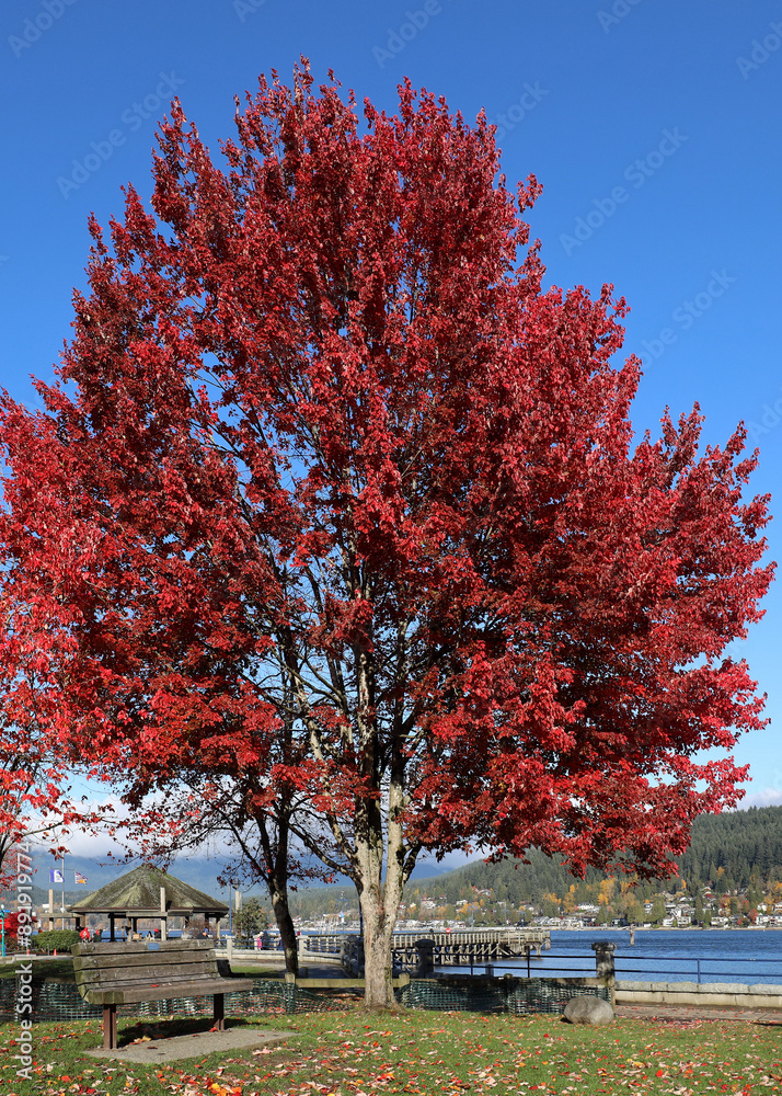 Naklejka premium Maple tree with autumn red leaves