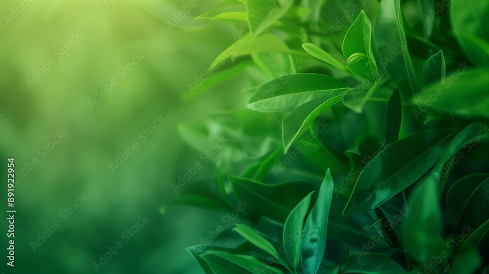 A Close-Up View of Lush Green Foliage in Nature A Close-Up View of Lush Green Foliage in Nature