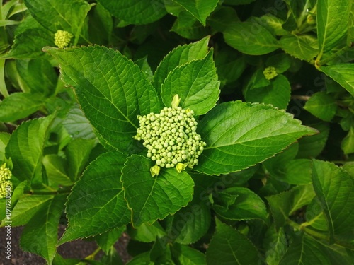 アジサイ(紫陽花)　開花前の蕾