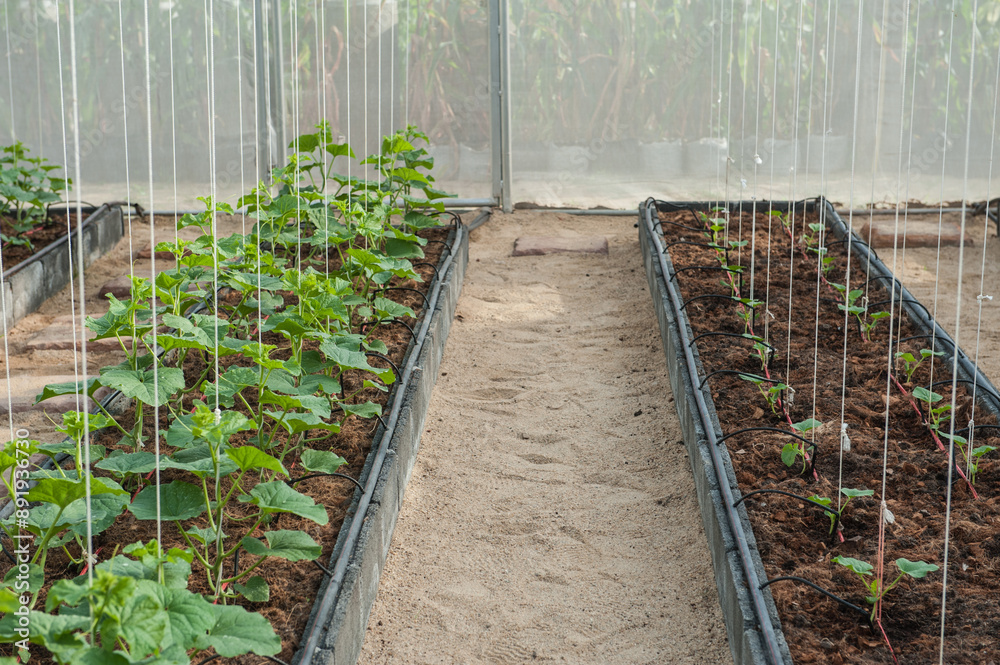 Cantaloupe cultivation plot in greenhouse Cantaloupe cultivation plot in greenhouse