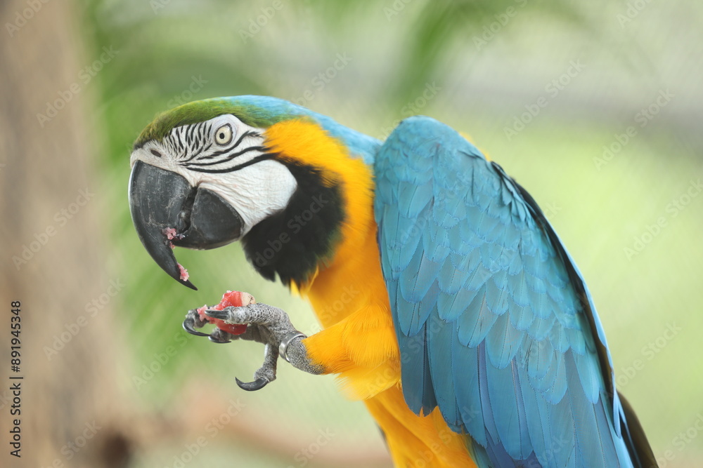 Obraz premium Macaw Birds
