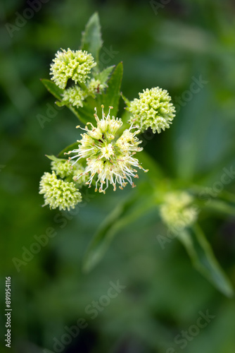 Close-up of Maryland sanicle flowers growing in the woods in summer.