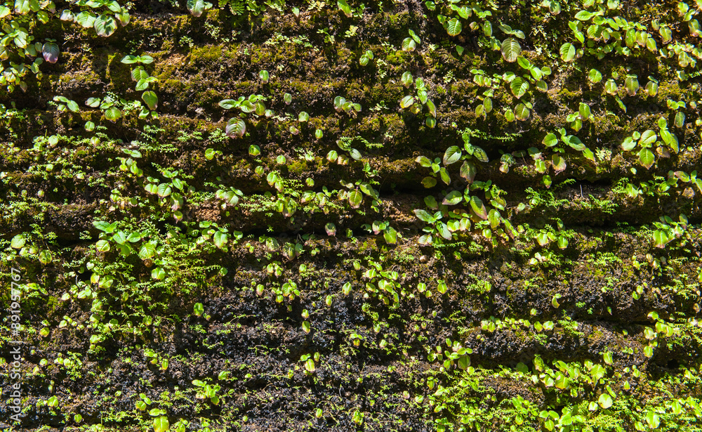 Ivy covered the walls of the old building.