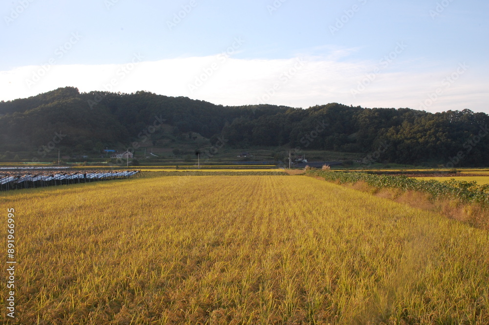 a field of yellow wheat with mountains in the background a field of yellow wheat with mountains in the background
