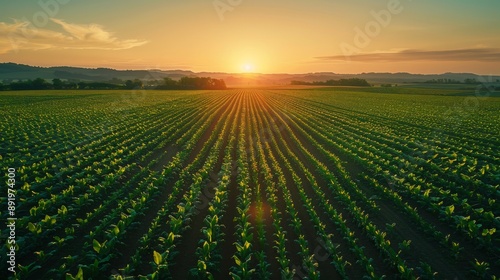 Sunrise over a large farm with rows of crops stretching to the horizon Generative AI