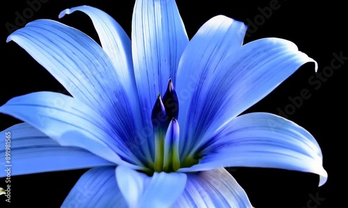 Timelapse of spectacular beautiful blue lily flowers blooming on black background.