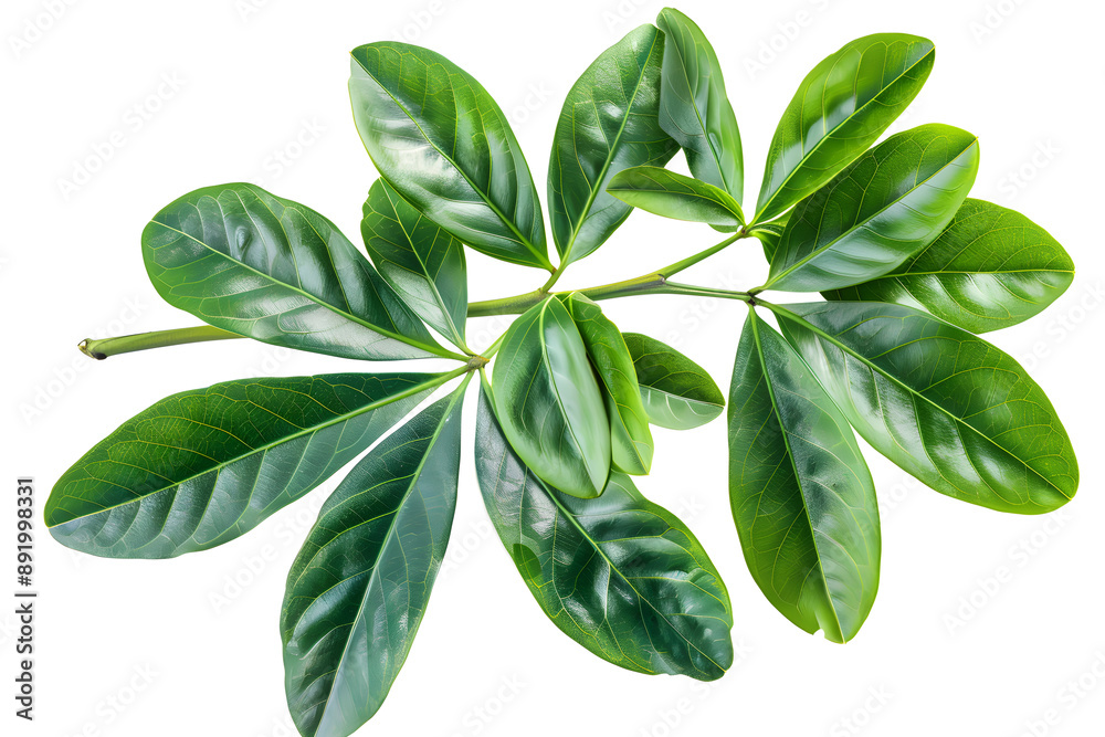 Schefflera Leaf, isolated on white background Schefflera Leaf, isolated on white background