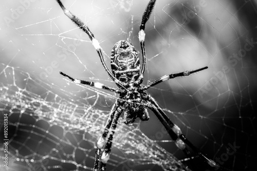 spider on web b&w photo