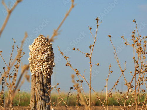 Un grupo de caracoles posan en un poste de madera en un para seco en verano.
