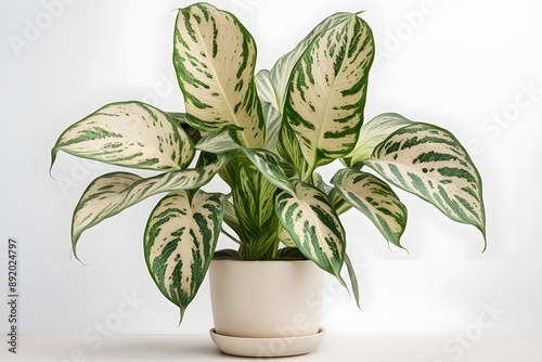 Dumb cane plant in pot plain background, Ai Generated photo