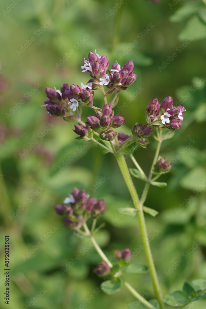 Organic oregano herb plant in flower growing outdoors Organic oregano herb plant in flower growing outdoors