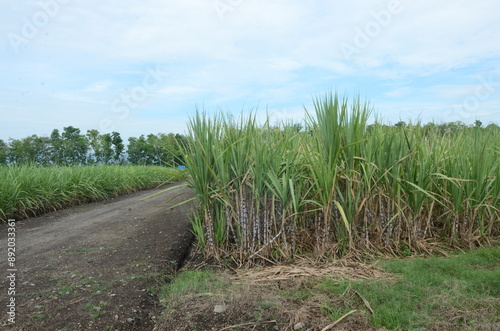 Sugar cane plantation growing up in Jember, Indonesia photo