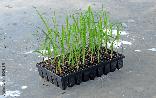 Sugarcane nursery center in a large plantation
