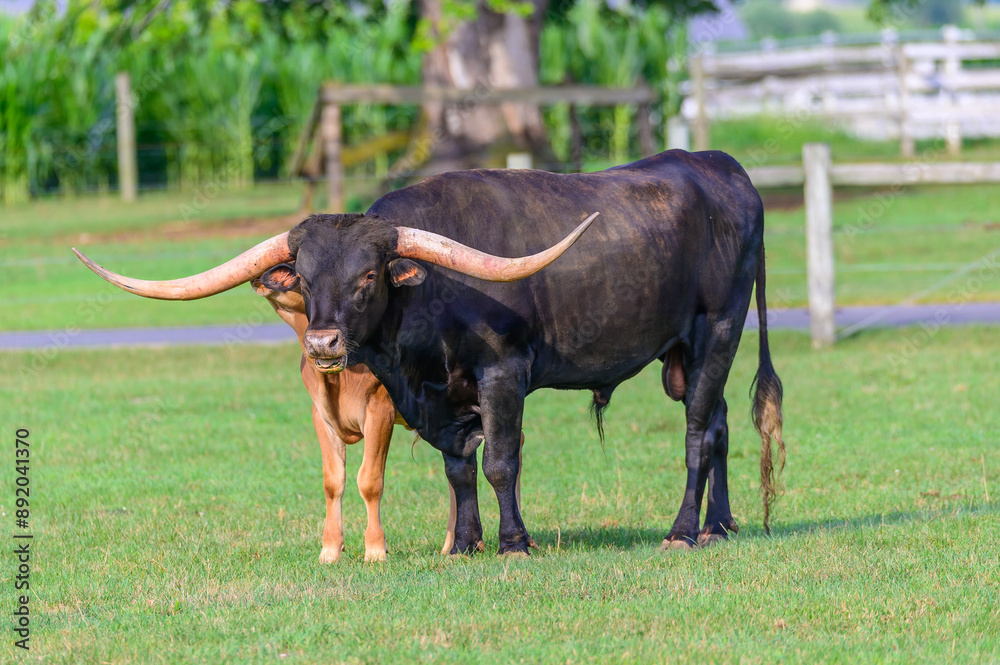 A Longhorn Bull and Calf in Lancaster County Pennsylvania. A Longhorn Bull and Calf in Lancaster County Pennsylvania.