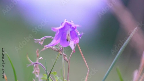 Solanum elaeagnifolium, the silverleaf nightshade or silver-leaved nightshade, is a species of plant in the nightshade family native to North and South America.  photo