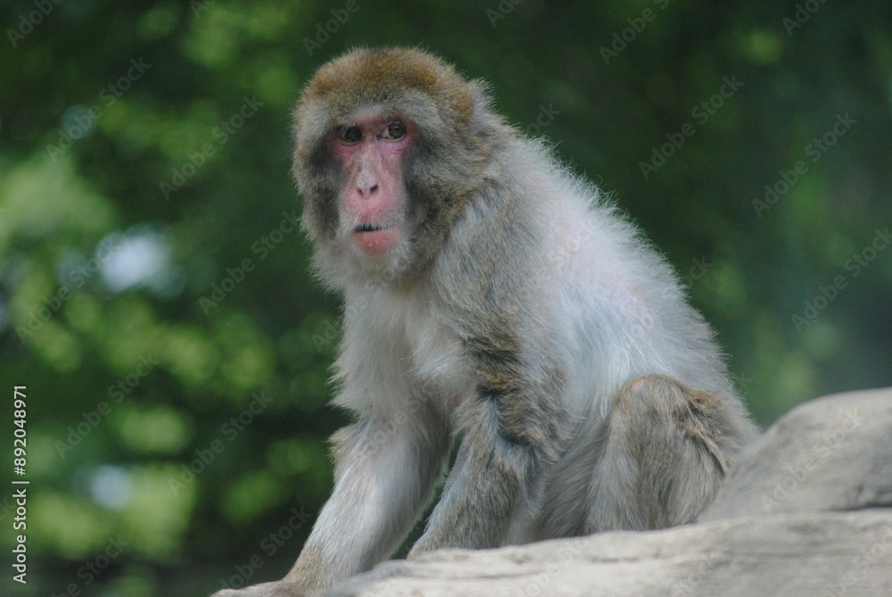 Fototapeta premium Japanese macaque looking straight