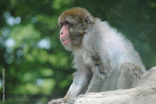 Japanese macaque