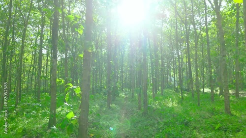 Drone flight through green forest with sun flare