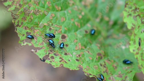 Altica Cyanea Mating on Leaf - Macro Slow Motion Footage photo