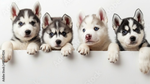 Adorable Siberian Husky puppies with sign on white backdrop