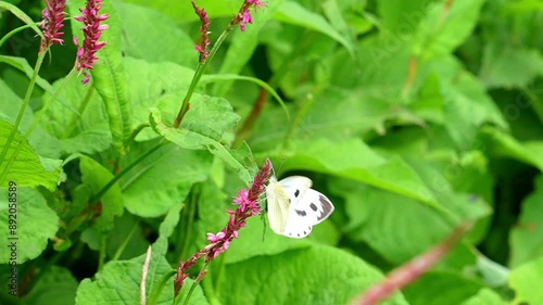 Appias Drusilla (Florida White) Butterfly in Flight and Perched on Bistorta Amplexicaulis (Red Bistort or Mountain Fleece) in Slow Motion - Macro Video photo