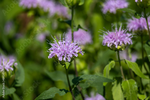 Full frame abstract texture background of blooming wild bergamot (monarda fistulosa) flowers in a summer garden