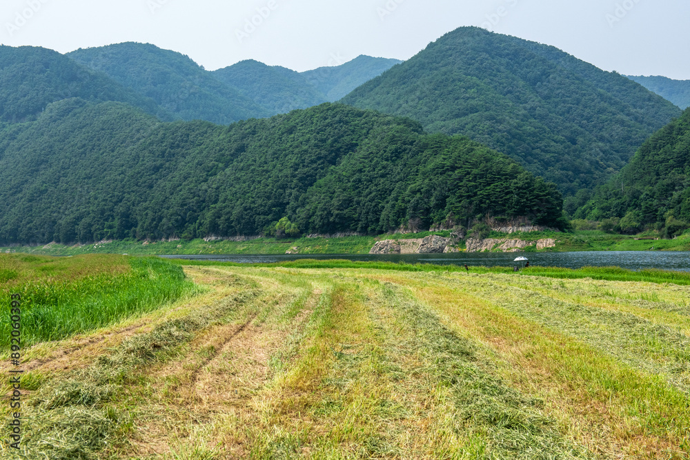 Obraz premium The beautiful green field on summer. 