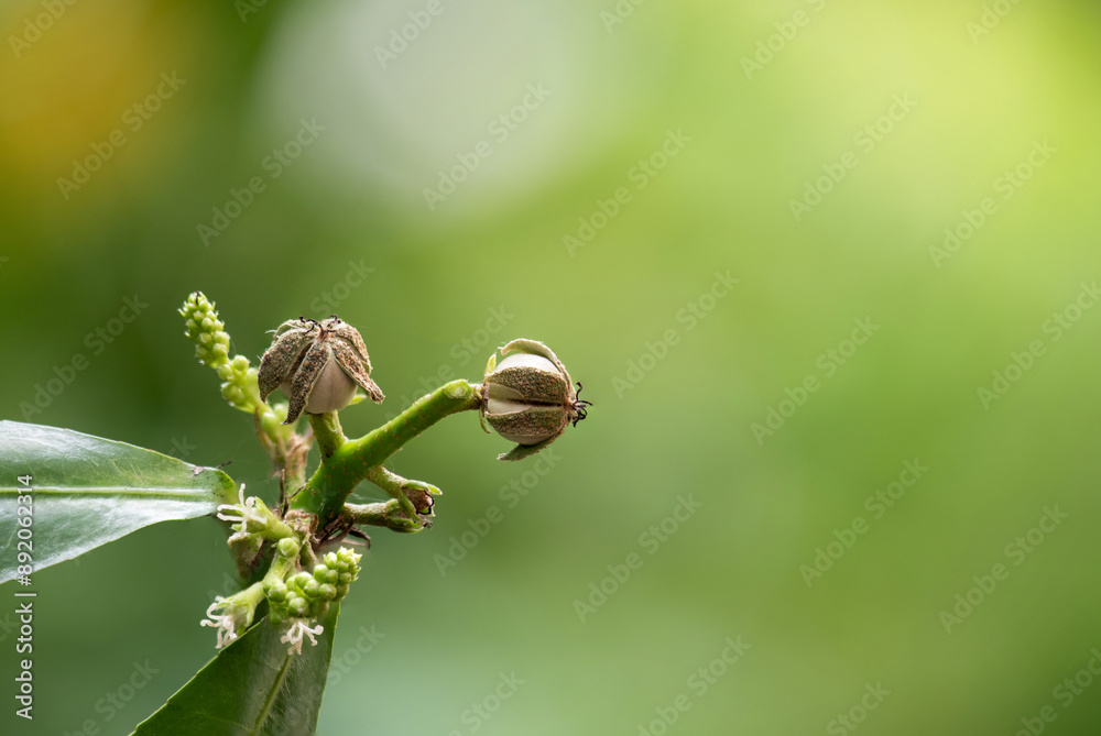 Thai croton tree ,fruits and flowers on natural background. Thai croton tree ,fruits and flowers on natural background.