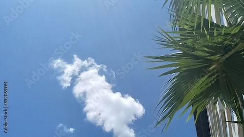 palm trees against blue sky
