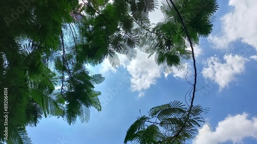 tree in the clouds and blue sky