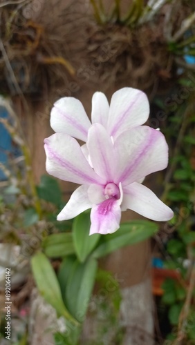 pink and white flower