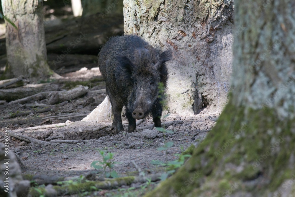 Wild boar standing in a forest with trees in the background, captured in natural light Wild boar standing in a forest with trees in the background, captured in natural light