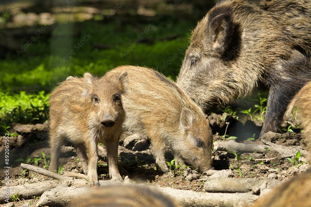 Wild boar family foraging in the forest, including adult and young boars