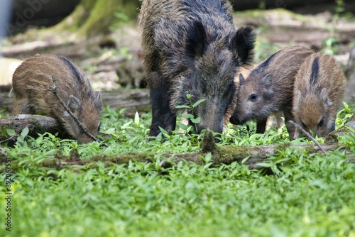 Wild boar with its piglets foraging in a forest clearing